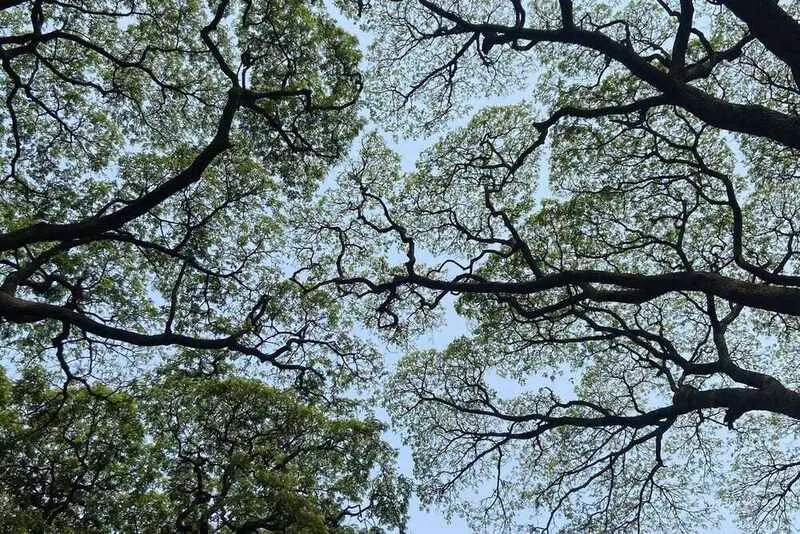 Crown Shyness