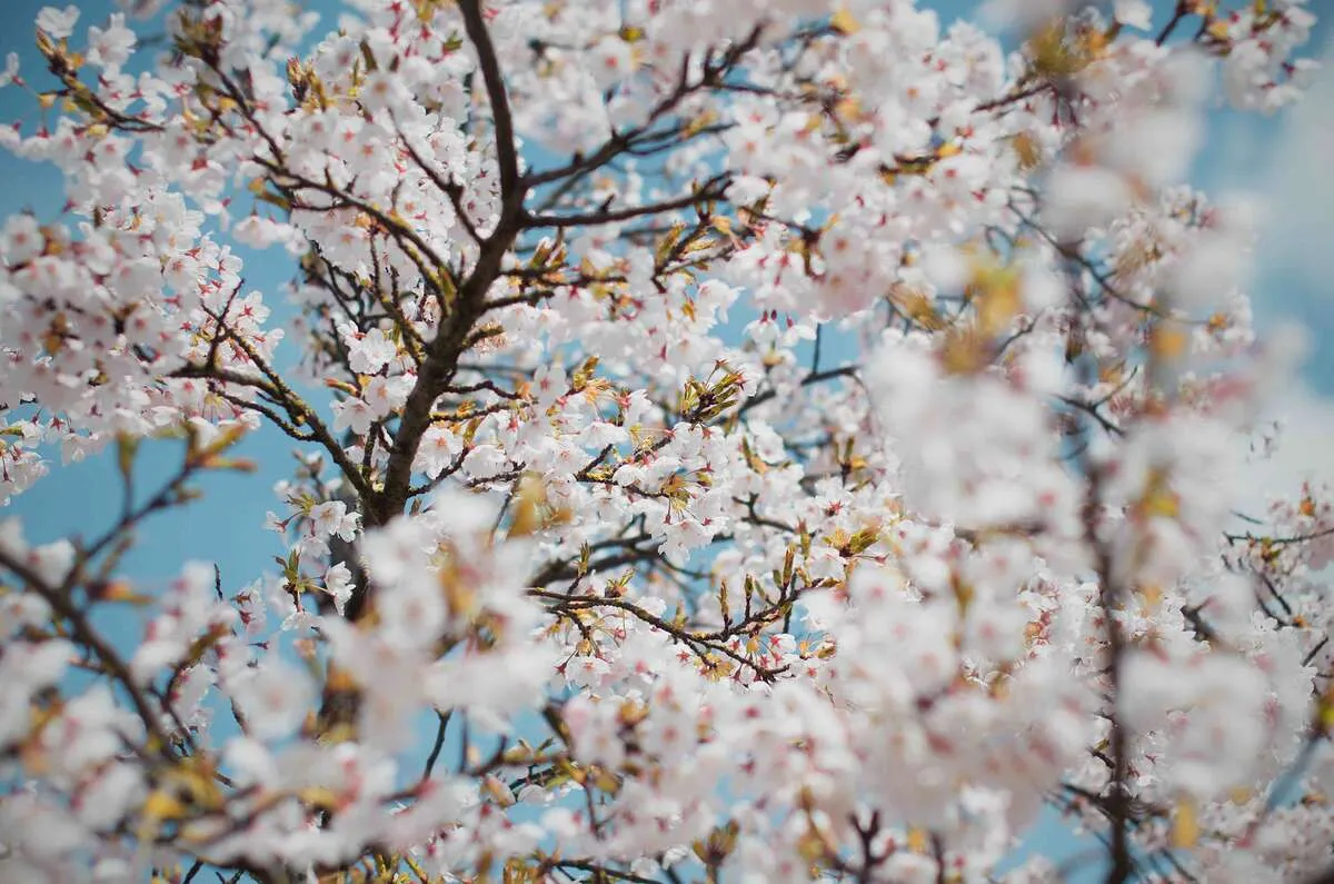 An Evening in Spring